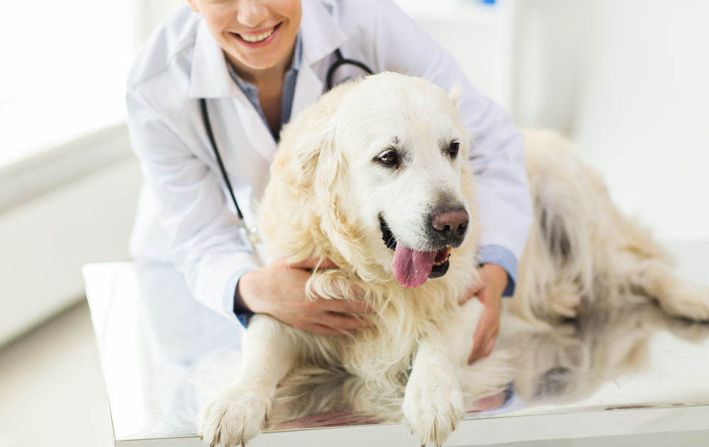 New Shackle Island Veterinary Hospital Offers Pet Surgery